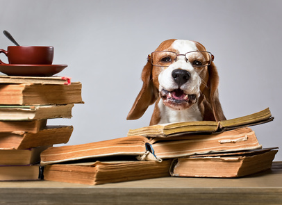 The very smart dog studying old books